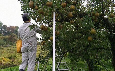 【令和6年産先行予約】 厳選！！大玉ラ・フランス 約3kg (6～8玉 4～6L) 化粧箱入り 《令和6年11月中旬～発送》 『船中農園』 山形県 南陽市 [1677]