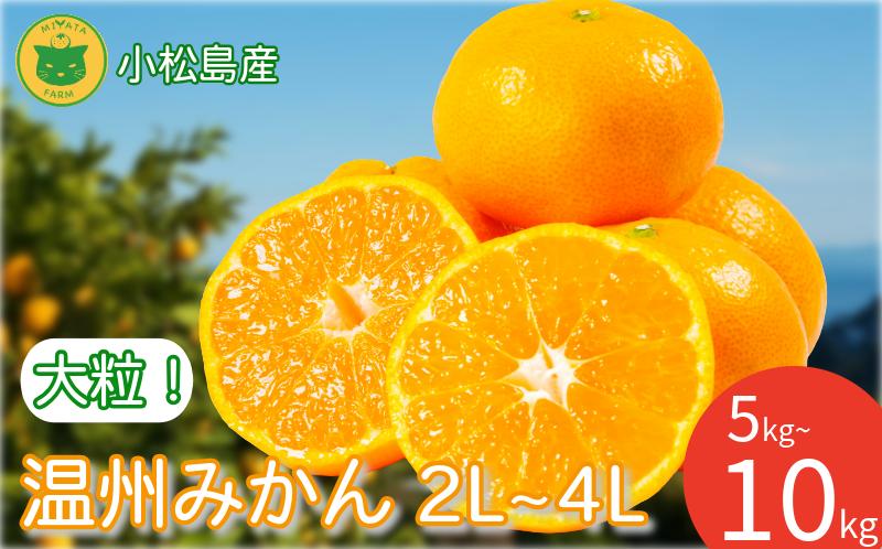 
                  【お届け月が選べる】みかん 大玉 温州みかん 5kg~10kg　2L~4Lサイズ 2026年11月~発送 みかん 蜜柑 ミカン オレンジ フルーツ ふるーつ 果物 くだもの 小松島市
                