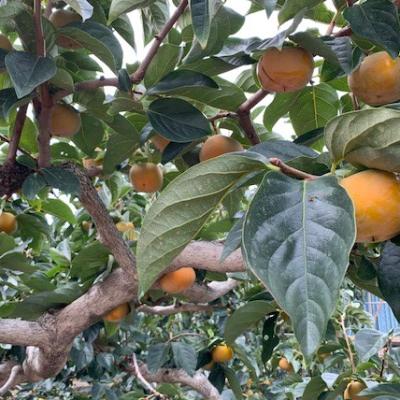 ふるさと納税 有田川町 たねなし柿　ご家庭用　約7kg サイズ混合【マルシ農園】 |  | 01
