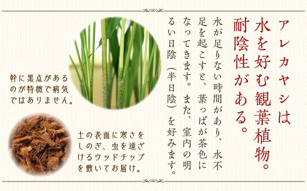 《先行予約》【観葉植物】アレカヤシ 8号 ホワイトバスケット鉢カバー 土の表面:ウッドチップ ｜観葉植物 インテリア 部屋 おしゃれ 福岡県筑前町 送料無料