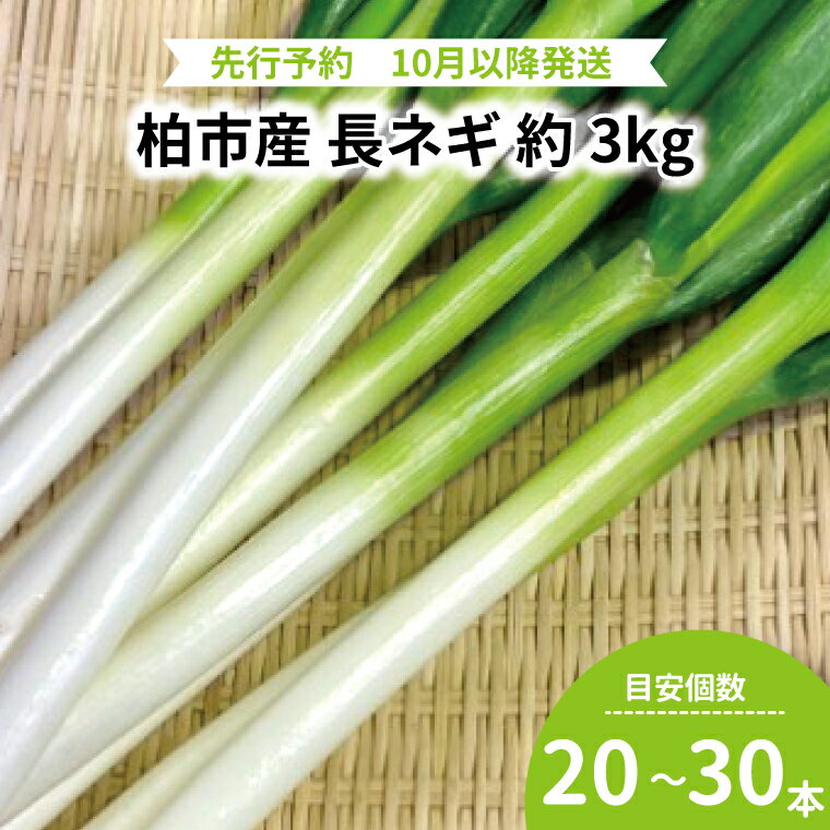 【ふるさと納税】 長ネギ ネギ 3kg 野菜 旬 国産 千葉県産 柏市産 長ねぎ ねぎ おいしい 甘い 新鮮 おすすめ 大量 産地直送
