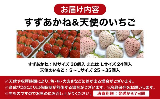＜先行予約＞ 北海道 伊達市 天使のいちご（S～Lサイズ 25～35個） すずあかね（Mサイズ30個またはLサイズ24個）【55250948】苺 イチゴ スイーツ デザート 果物 甘い 赤 白 鮮やか 新鮮 ケーキ お菓子作り 希少