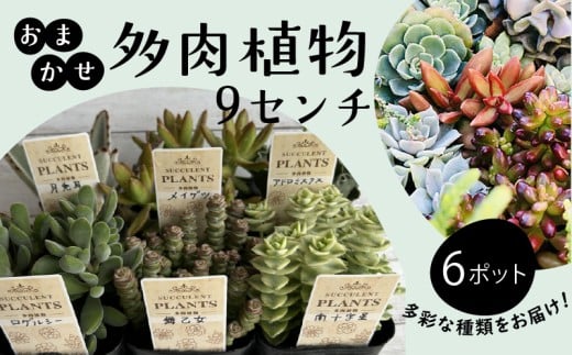 多肉植物 9センチ おまかせ 6個セット 多肉 季節 植物 たにく しょくぶつ ショクブツ タニク 多種類 グリーン インテリア 自然 DIY  乙女心 群月花  月兎耳 アロマティカス ルビーネックレス ブロンズ姫 斑入りベビーサンローズ 観葉植物 渡辺花園 神奈川 湘南 藤沢