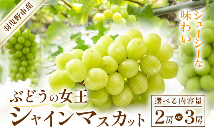 
【2025年先行予約】シャインマスカット 選べる内容量 2房 (約1kg) 3房 (約1.5～1.8kg) 麻野農園《2025年8月上旬-9月上旬頃出荷》大阪府 羽曳野市 ぶどう 果物 フルーツ 葡萄 マスカット
