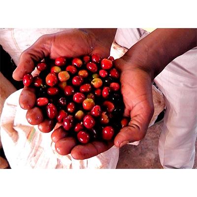 ふるさと納税 土浦市 のし付【ふるさとコーヒー】つちうらブレンド&エチオピアゲイシャ飲み比べ【豆のまま】 |  | 01