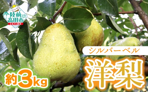 【11月下旬から発送予定】洋梨 （シルバーベル） 約 3kg  　熊谷農園 RT3317