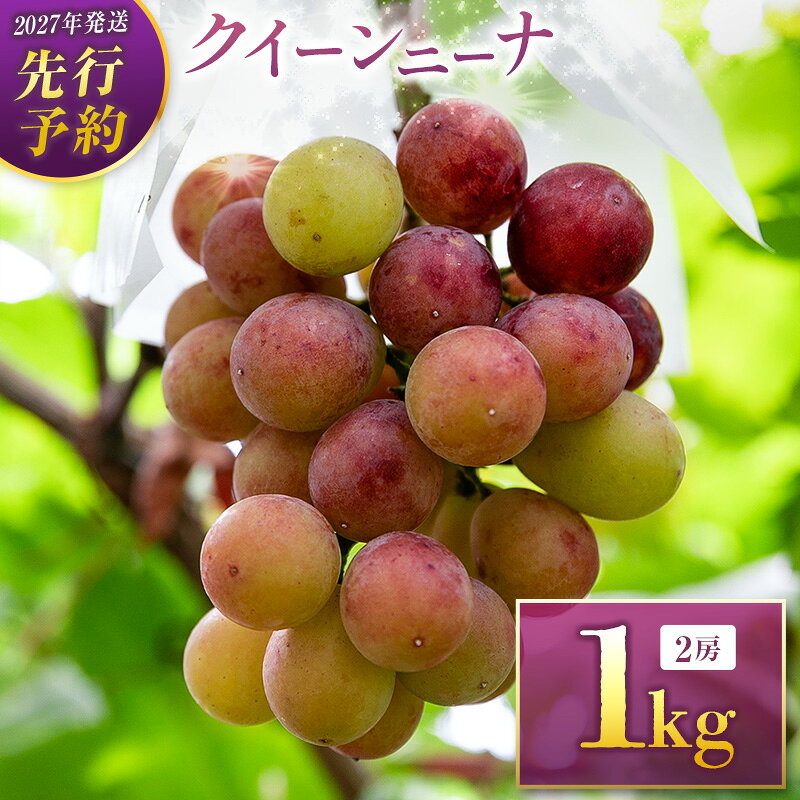 【ふるさと納税】＜2027年発送＞先行予約 クイーンニーナ1kg（2房入り）人気 ブドウ フルーツ 果物