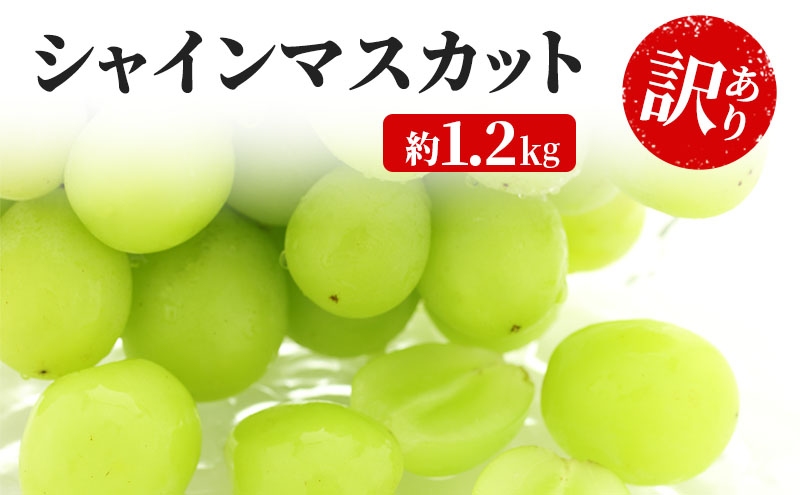 訳あり シャインマスカット 約1.2kg 粒 YANAGISAWA ぶどう 長野 マスカット ブドウ フルーツ 果物 シャイン