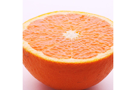 ＜2月より発送＞厳選 清見オレンジ1.5kg+45g（傷み補償分）【光センサー食頃出荷】【樹上完熟きよみオレンジ・清見タンゴール・清美】※2024年2月上旬～4月上旬頃に順次発送予定※北海道・沖縄への