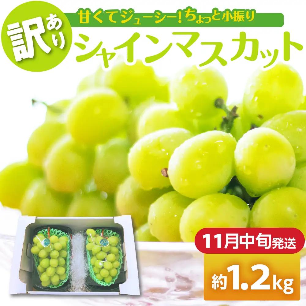 【2026年11月中旬発送】 【訳あり】 シャインマスカット 1.2kg 家庭用 青森