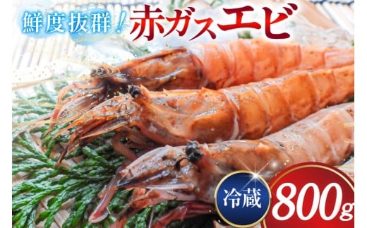 超甘！赤ガスエビ 冷蔵 800g [小川水産 石川県 志賀町 CM6001] ガスエビ ガス海老 がすえび トゲザコエビ