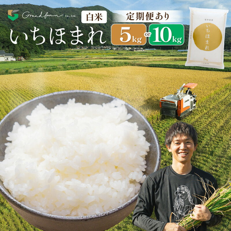 【ふるさと納税】【先行予約】令和8年産 新米 いちほまれ 白米 【選べる内容量：5kg/10kg】【選べる回数：1回/3回/6回/12回】【選べる発送月】【2026年10月上旬以降順次発送】精米 福井県 美浜町産 白米 こめ コメ お米 5キロ 10キロ 定期便 おすすめ