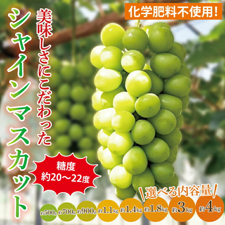 【ふるさと納税】【選べる内容量】【2026年9月中旬より順次発送】令和7年度 茨城県生産力向上共励会 特別賞受賞！糖度約20～22度！美味しさにこだわったシャインマスカット 約500g～約4000g 化学肥料不使用 農家直送【マスカット フルーツ 果物 水戸市 茨城県】（GG-20）