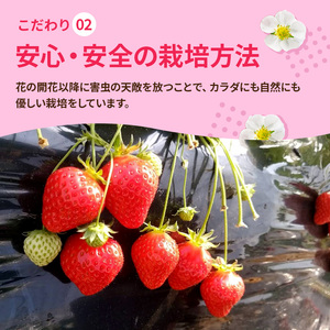 いちご 古都華 約1000g 250g×4パック 先行予約 高評価 冷蔵配送 フルーツ 果物 旬 産地直送 農家直送 完熟 旬の果物 お取り寄せ おやつ デザート ことか イチゴ 冷蔵 奈良県産 奈良