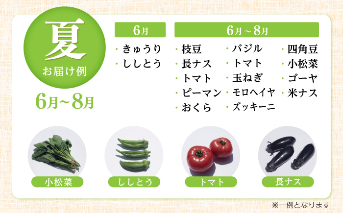 【12回定期便】土佐の太陽をいっぱいに浴びた旬の野菜生姜約100gのセット「大」 (12回配送)【土佐野菜】 [ATBA016]