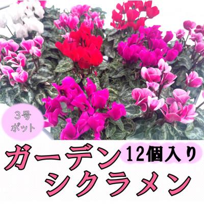ふるさと納税 吉賀町 【2025年10月〜11月発送】ガーデンシクラメン　3号ポット(12個入り)