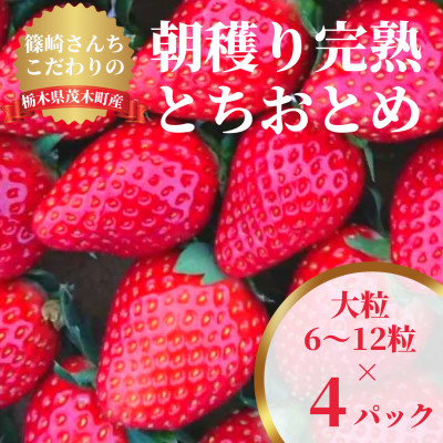 
＜1月から順次発送＞篠崎さんちのいちご　もてぎの大きめ完熟とちおとめ(6～12粒×4パック)【1267483】
