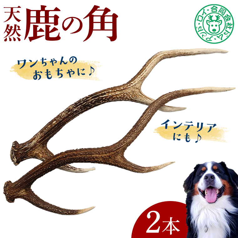 DL-10 シカの角 2本