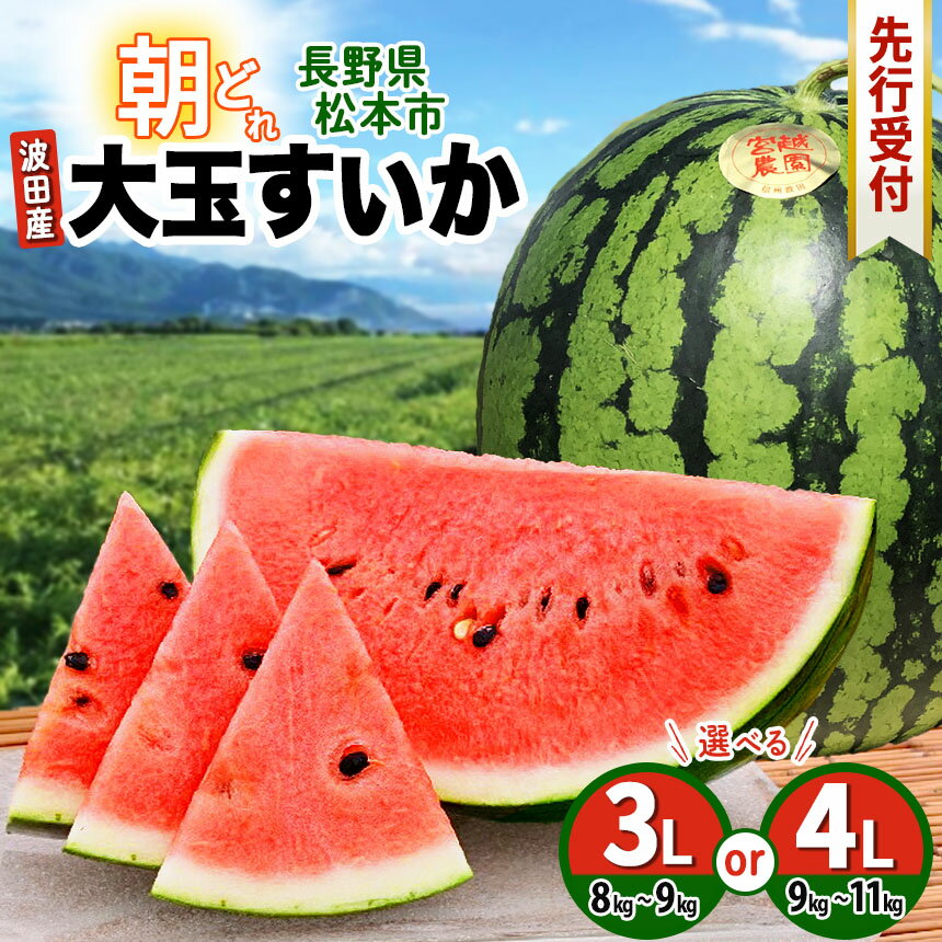 【ふるさと納税】【先行受付】選べる！松本市 波田産 大玉すいか 3L～4L　│ 信州 松本市 長野県 西瓜 すいか 果物 大玉 スイカ フルーツ くだもの フルーツ ふるーつ