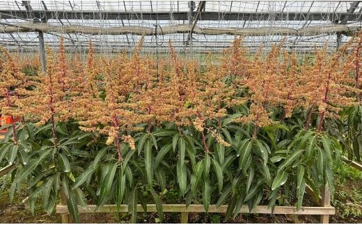 【先行受付】【2026年発送】南国フーズの完熟アップルマンゴー 約2kg - 先行予約 沖縄県産 産地直送 南国フルーツ 旬の味覚 旬のフルーツ 贈り物 ギフト 沖縄県 八重瀬町