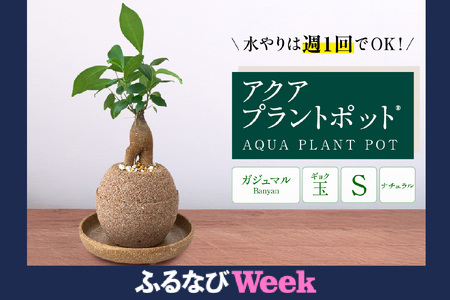 【ふるなびWEEK対象】アクアプラントポット®　玉Ｓ 植木鉢ガジュマル FN-Limited-PR（2341）