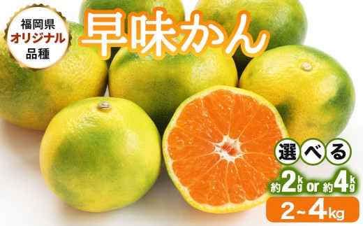 
                  【選べる内容量】＜先行予約＞福岡限定!オリジナルブランドみかん「早味かん」約2～4kg(篠栗町)【NF003-oya】
                