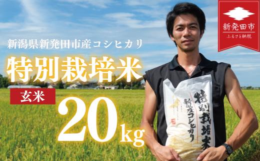 先行予約 コシヒカリ 玄米 20kg 令和7年産 特別栽培米 こしひかり 米 お米 こめ 新潟米 新潟県産 新潟産 新潟 新潟県 新発田産 新発田 新発田市 斗伸 toushin026