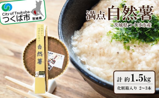 満点自然薯　約1.5kg化粧箱入り(2～3本入)【 とろろ じねんじょ 山芋 茨城県 つくば市 】