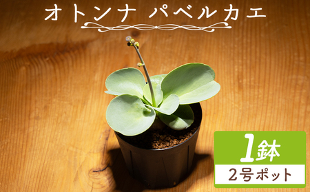 塊根植物 パベルカエ オトンナ 塊根植物 cc-0021