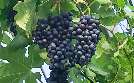 ワイン用ブドウ苗(シラー シラーズ)6号鉢入り 2~3年生 大苗 樹高50cm前後 苗 苗木 BHCQ008