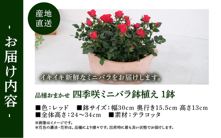 【母の日】ミニバラ レッド  鉢植え デイリーローズ 産地直送 品種おまかせ のため 訳あり [5月7日～10日 お届け] 四季咲き 花 ガーデニング 生産量 日本一 天皇杯 沖縄 離島配送不可 薔薇