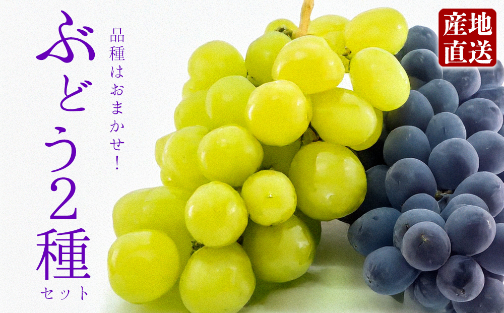 【9月初旬以降順次発送】もぎたて葡萄セット 約2種セット 約1.5kg  ぶどう 食べ比べ 品種はおまかせ ピオーネ グランピオーネ 藤稔 ハニービーナス シャインマスカット 天狼 クイーンニーナ 詰め合わせ ブドウ 旬 果物 フルーツ みずみずしい 冷蔵 熊本県 阿蘇市