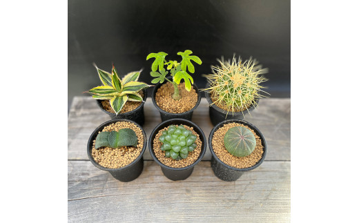 【39-02】 養庄園 キラキラ多肉植物セット