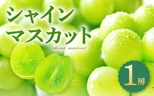 
                  皮ごと食べられる種なしぶどう シャインマスカット 1房【先行予約 ぶどう シャインマスカット 1房 葡萄 ブドウ しゃいんますかっと マスカット 種なし たねなし 冷蔵 期間限定 季節限定 くだもの 果物 フルーツ】
                