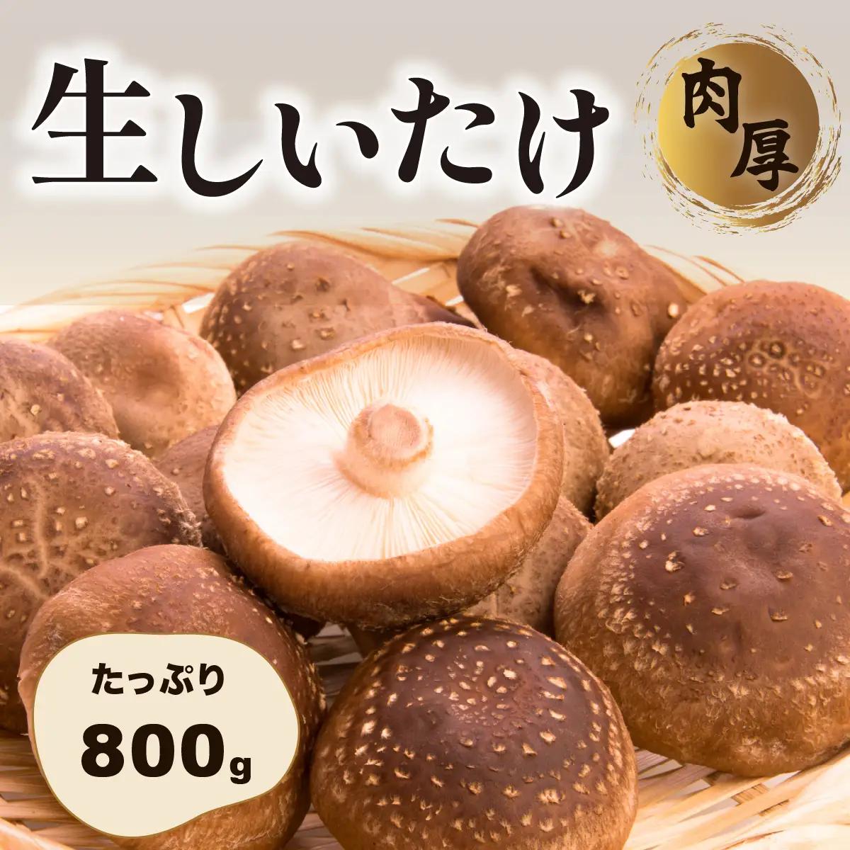 肉厚生しいたけ 800g   椎茸 しいたけ シイタケ 肉厚 生椎茸 国産 [DL002ya]