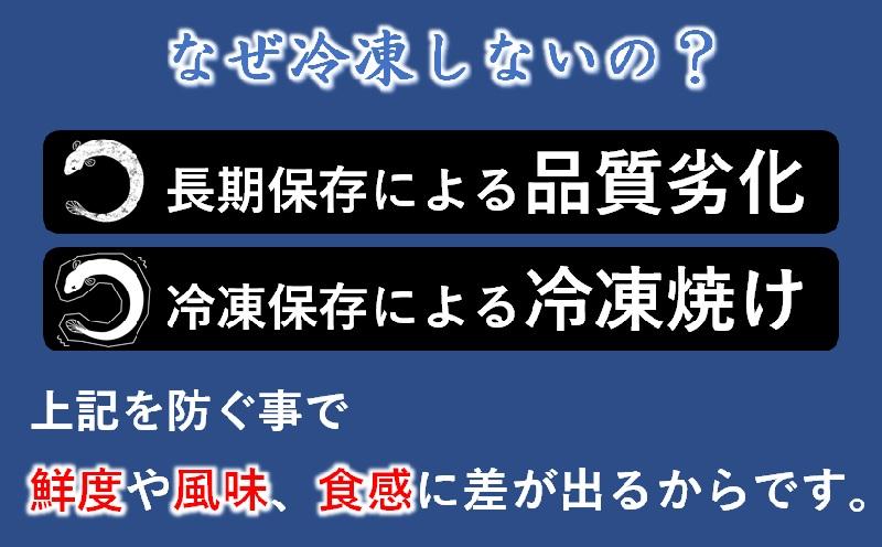 【父の日ギフト】うなぎ 蒲焼 2尾 炭火焼 無頭 炭火の香ばさ際立つ老舗 「うなぎの入船」熟成たれ付 国産 宮崎 蒲焼 鰻 宮崎 かば焼 鰻 ＜13-2a＞