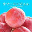 【ふるさと納税】山梨県オリジナル品種の完熟すもも「サマーエンジェル」舌の上でとろけるなめらかな果肉【配送不可地域：離島・沖縄県】【1203987】