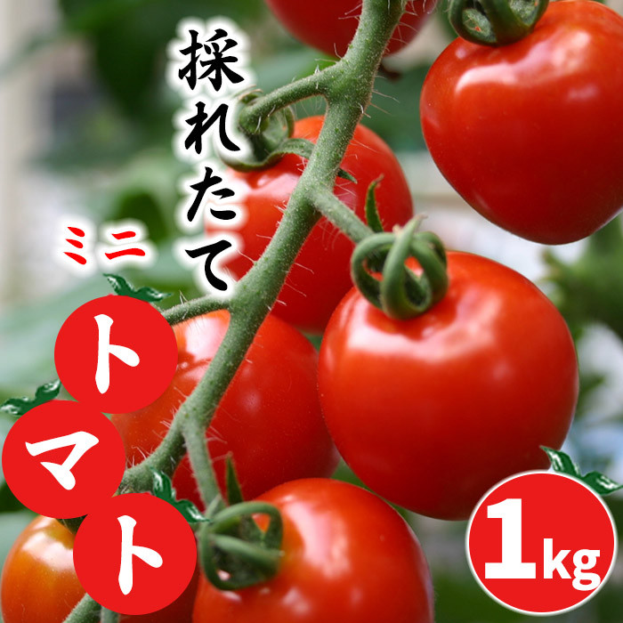 【岩手県産】 採れたてミニトマト サマー千果 約1kg ／ 【十一代目藤助】 とまと ミニ トマト 新鮮 夏野菜 プチトマト 旬 期間限定 季節限定 野菜 お野菜 八幡平市産 産地直送 農家直送 国産