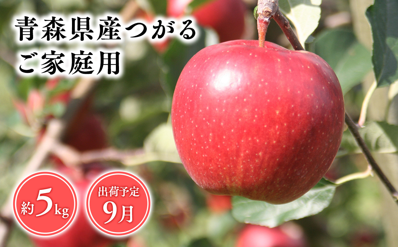 
            2025年産9月発送　【訳あり】家庭用つがる5kg　【青森県 平川市 そと川りんご園】9月発送 家庭用 青森 青森県産 平川 りんご リンゴ 林檎 くだもの 果物 フルーツ 
          