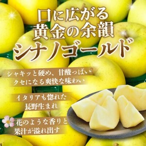 【25年11月出荷予定】平均糖度13度以上! シナノゴールド 約10kg おもてなし用【配送不可地域：離島・沖縄県】【1668093】