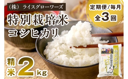 【令和8年産新米先行予約】【定期便3回毎月お届け】新潟県加茂市産 特別栽培米コシヒカリ 精米2kg 《10月上旬～順次出荷》 従来品種コシヒカリ 新潟県産コシヒカリ 新潟産コシヒカリ 新潟コシヒカリ 新潟県産こしひかり 新潟産こしひかり 新潟こしひかり コシヒカリ こしひかり お米 白米 米 定期便 （株）ライスグローワーズ