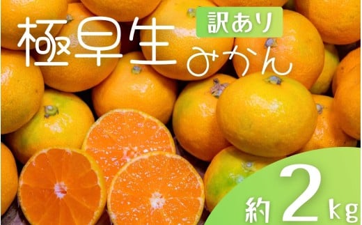 【訳あり】手選別 極早生みかん 約2kg 和歌山県産 2S~2Lサイズ混合 ※2025年10月上旬～下旬頃に順次発送【mrmt003】