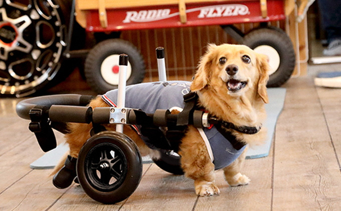 
ダックスフンド用二輪車椅子（体重15キロ以下）【！寄附前に事業者へ相談必要！】
