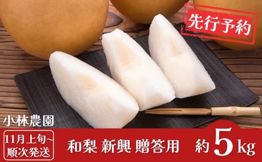 先行予約 和梨 新興 約5kg [11月上旬から発送予定] 令和8年度 新潟県 三条市産 梨 [小林農園]【012P047】