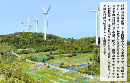 ぶどう 巨峰 種あり 2kg 3～6房 和歌山県産 クール便対応 【みかんの会】