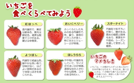 「ひょうご推奨ブランド」認証「西脇市産いちご食べくらべセット」（1箱2パック）令和８年２月上旬配送分～いちご畑macca～（06-39）