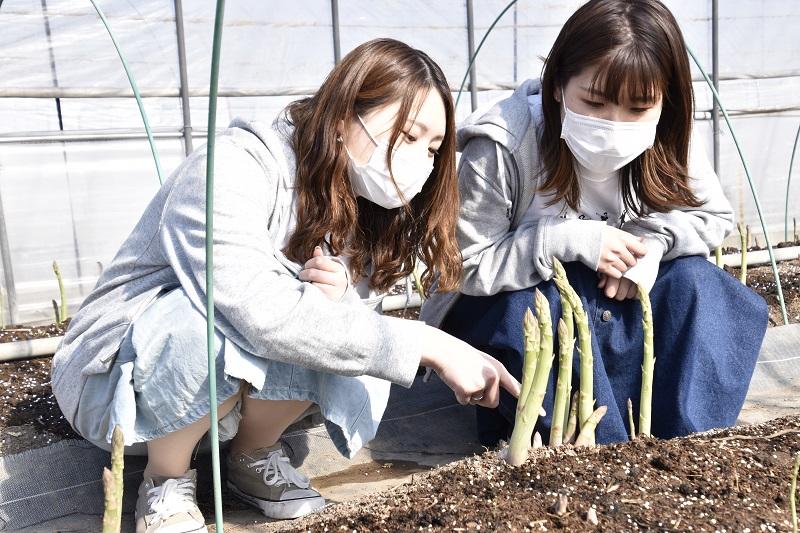 北海道産「夏採れ！北海道アスパラガス」1.4kg