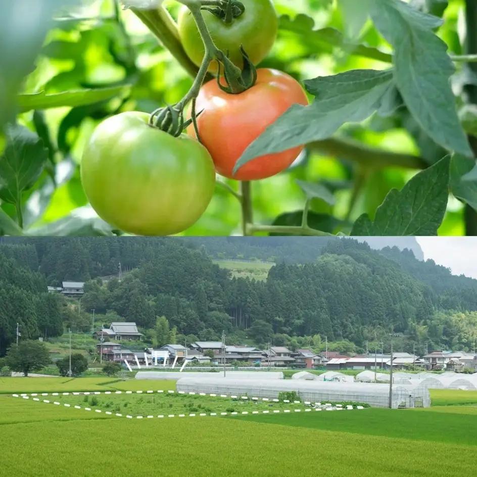 トマトジュース 無塩トマトジュース //【極濃搾り】曽爾高原特産トマトの無添加100％トマトジュース