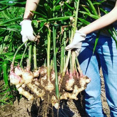 ふるさと納税 苅田町 生姜パウダー　200g |  | 01