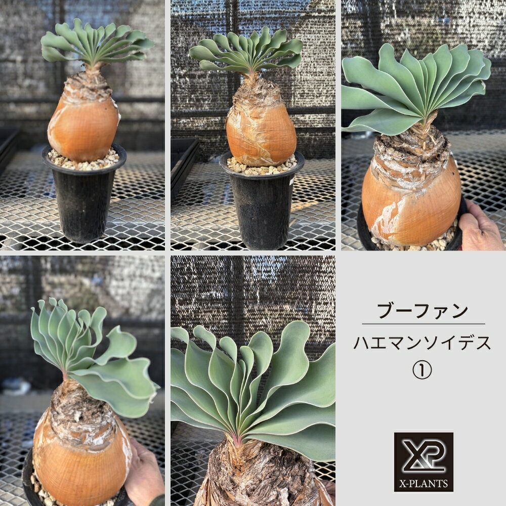 【ふるさと納税】ブーファン ハエマンソイデス_1 X-PLANTS 珍奇植物 ビザールプランツ 塊根植物